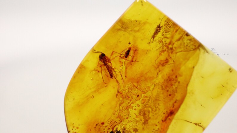 Baltic Amber with 2 Insects trapped for Million Years Certified Baltic Amber Fossil Inclusion in Baltic Amber Stone