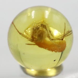 May include: A clear, spherical amber specimen with a preserved insect inside. The insect is a light brown colour, and the amber has a yellow-orange hue. The amber is mounted on a small, gold-coloured base.