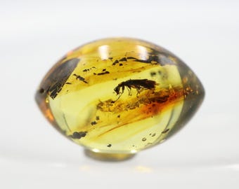 Oval Shaped Amber Stone with a Bug Insect NOT DRILLED trapped for Million Years | Fossil Inclusion in Baltic Amber | Certified Baltic Amber