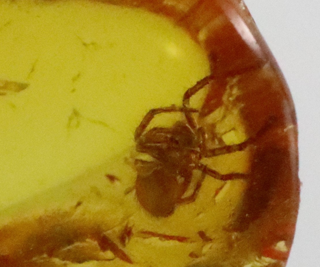 5 Lot Amber Stones With Spider Insects Trapped for Million Years ...
