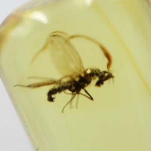 Baltic Amber with Insect trapped for Million Years | Fossil Inclusion in Baltic Amber Stone | Certified Baltic Amber