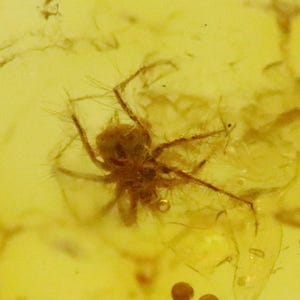 Baltic SMALL Amber with SPIDER Insect trapped for Million Years | Fossil Inclusion in Baltic Amber Stone | Certified Baltic Amber