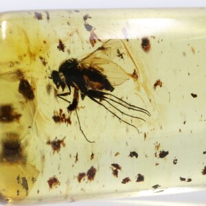 Baltic Amber with 3 Insects trapped for Million Years | Fossil Inclusion in Baltic Amber Stone | Certified Baltic Amber