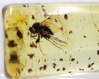 数百万年もの間閉じ込められていたクモ虫入り琥珀 | バルト海産琥珀に