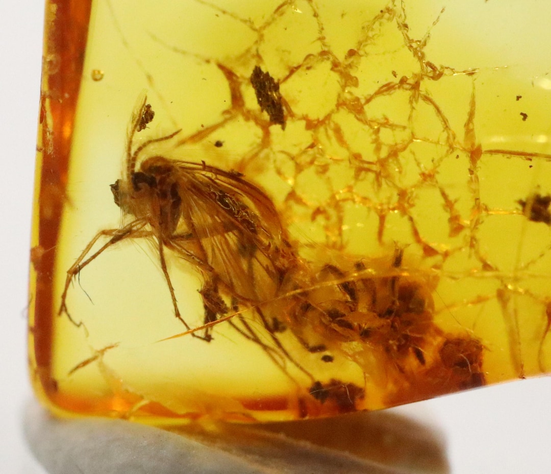 Amber With 2 Insects Trapped for Million Years | Fossil Inclusion in ...