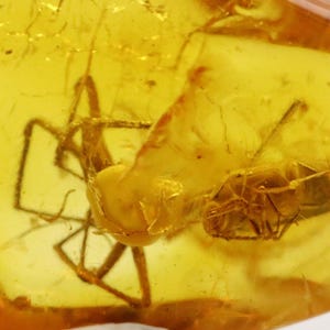 Baltic SMALL Amber with Spider and Bug Insect trapped for Million Years | Fossil Inclusion in Baltic Amber Stone | Certified Baltic Amber