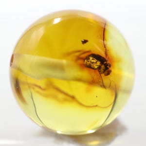 May include: A translucent, round amber bead with an insect inclusion. The amber is a warm yellow colour with darker brown and black inclusions. The bead has a small hole drilled through it, suggesting it is for jewellery making.
