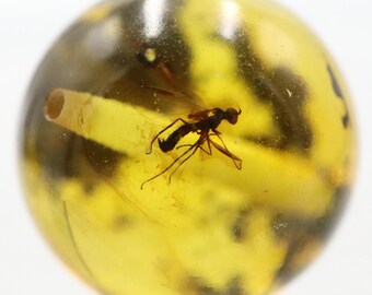 Perlina d'ambra forata da 13 mm, sfera con 2 insetti intrappolati per milioni di anni / Inclusione fossile nella pietra d'ambra baltica / Ambra baltica certificata
