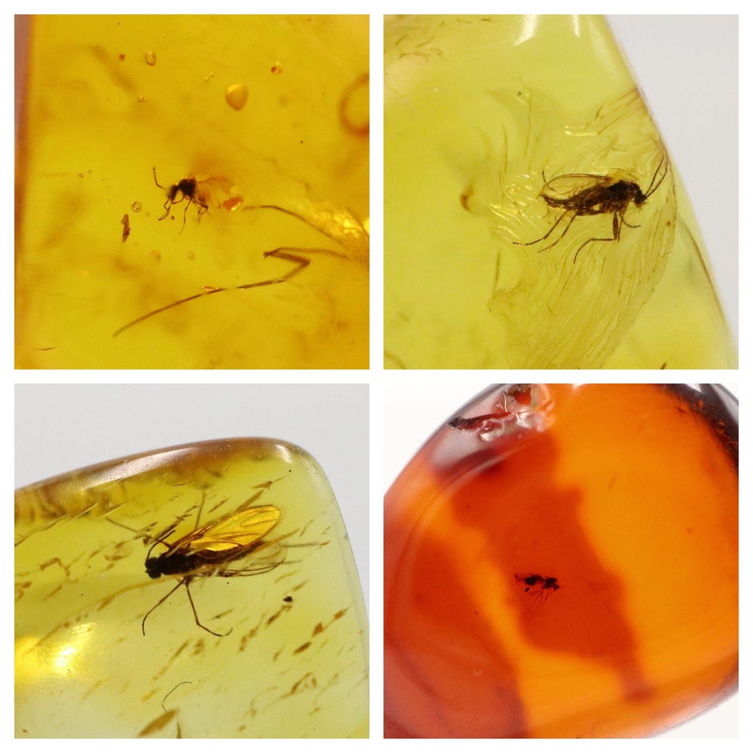 20 Lot Amber Stones With Rare Insects Trapped for Million Years ...