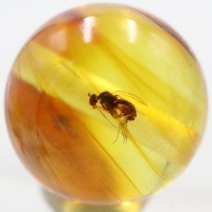 May include: A spherical piece of amber, displaying a preserved insect. The amber is a mix of yellow and brown tones. The insect is brown and black, with visible wings and legs, encased within the translucent material.
