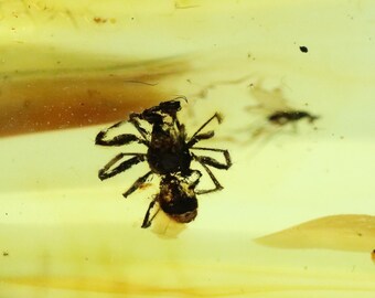 数百万年もの間閉じ込められていたクモ虫入り琥珀 | バルト海産琥珀に
