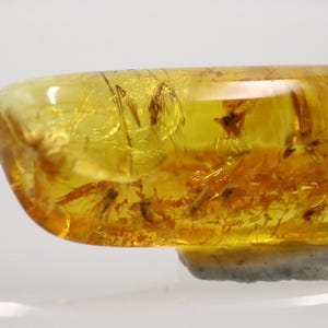 Baltic Amber with 8 Insects trapped for Million Years | Fossil Inclusion in Baltic Amber Stone | Certified Baltic Amber
