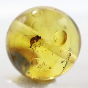 May include: A spherical piece of amber, a translucent yellow-brown colour, with a preserved insect fossilised within. Several air bubbles are visible. The insect appears to be a small fly or mosquito.