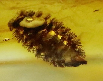 Amber with Rare Larva  Insect trapped for Million Years | Fossil Inclusion in Baltic Amber Stone | Certified Baltic Amber