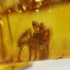 Baltic SMALL Amber with Spider and Bug Insect trapped for Million Years | Fossil Inclusion in Baltic Amber Stone | Certified Baltic Amber