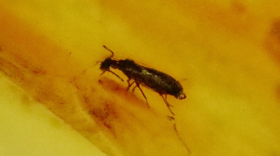洋楽 bugs in amber rocketship leters il_1080xN.5221541921_ki9a.jpg