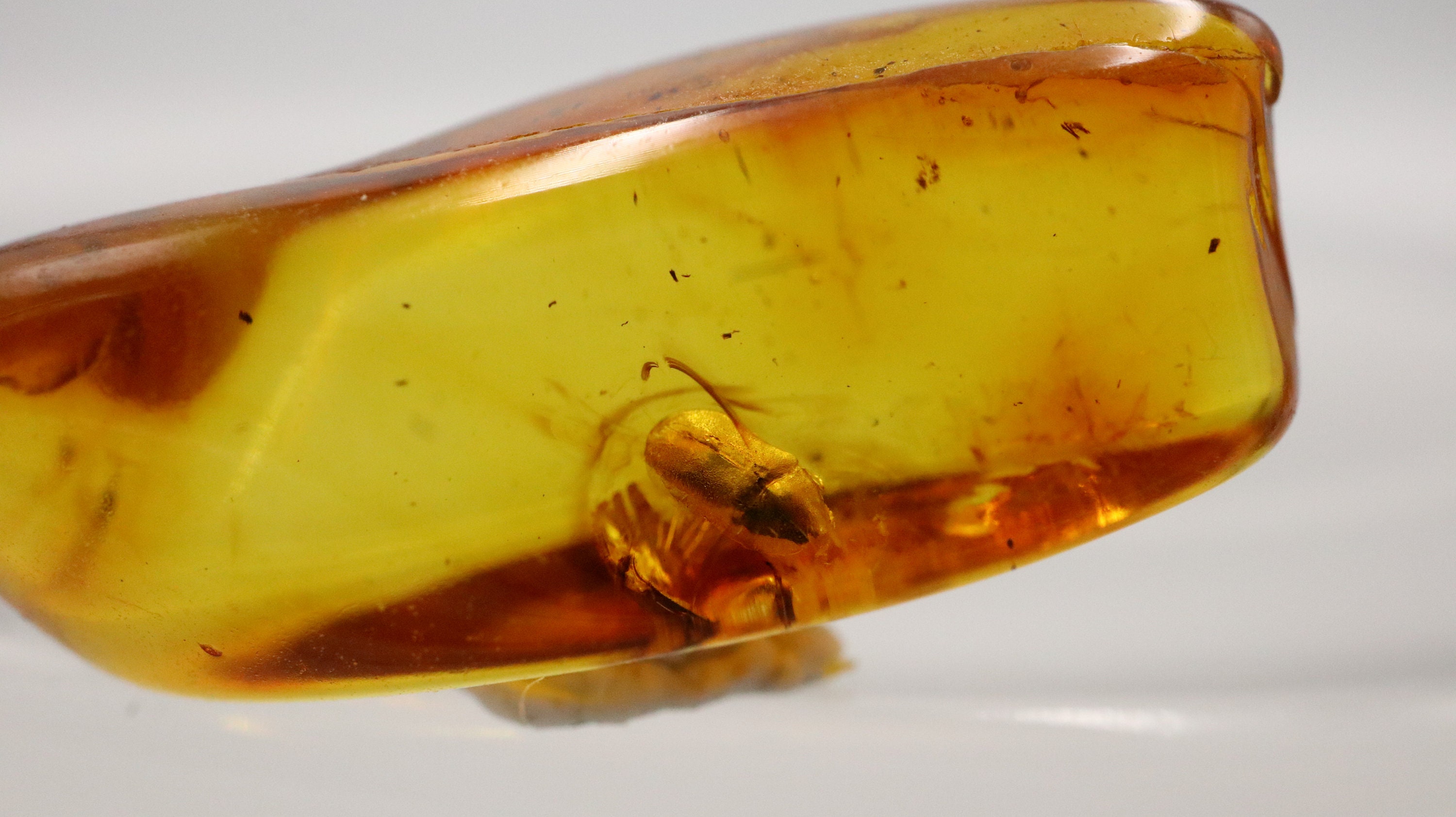 Bugs In Amber - 