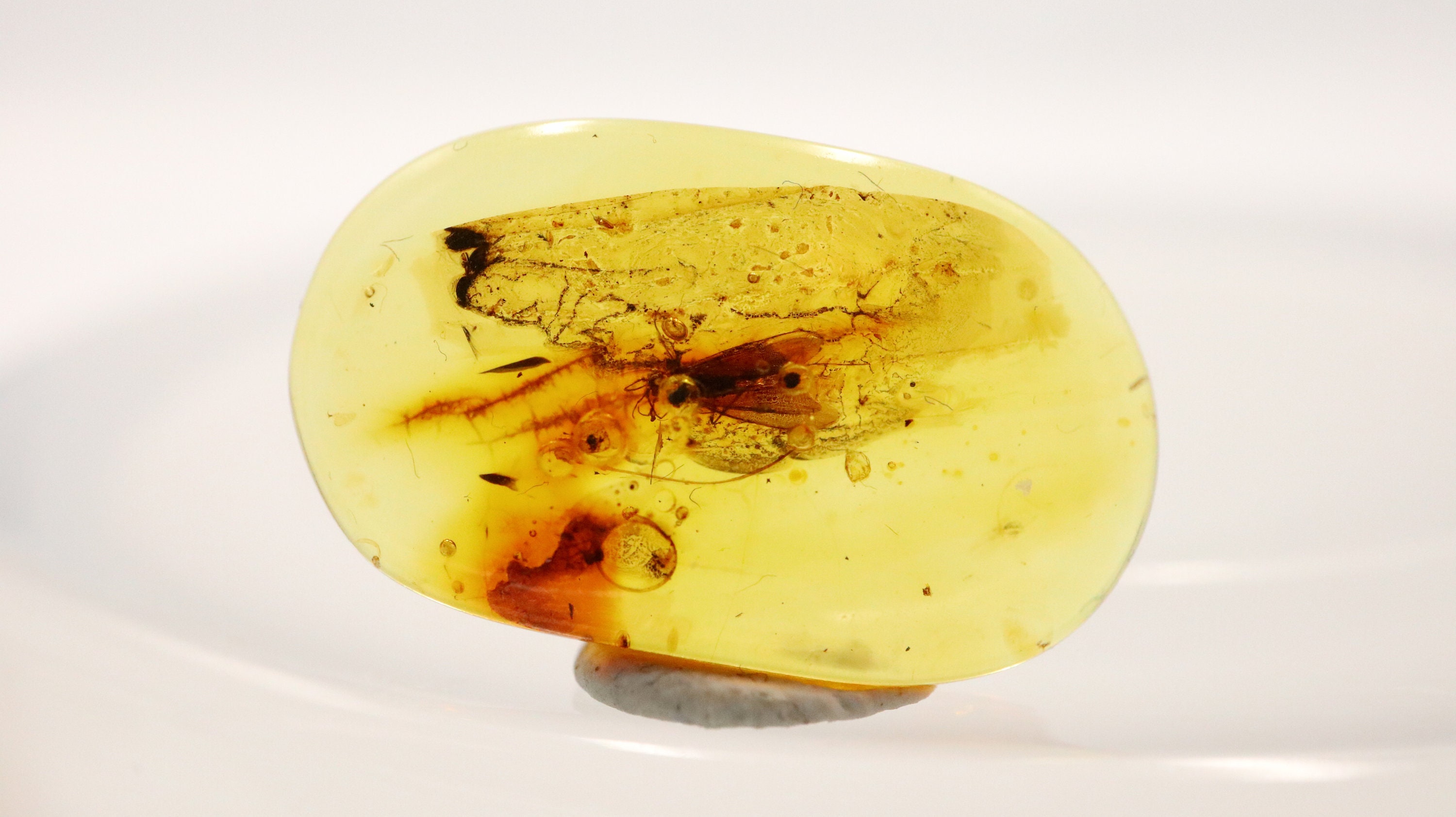 虫入り琥珀 蜘蛛 蚊 大量小さい虫内包 バルティックアンバー バルト海