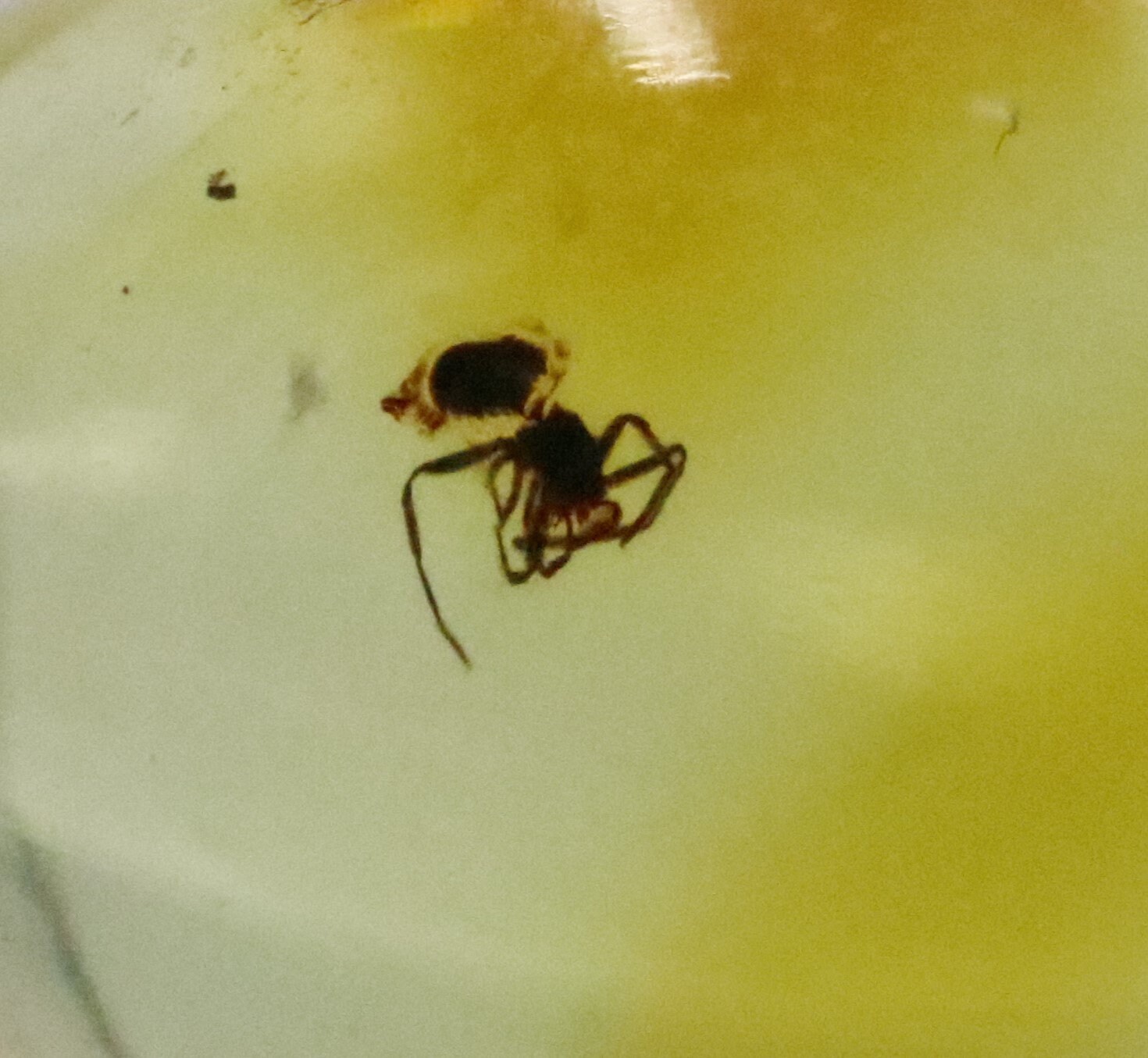 専用　本琥珀　古代クモ入　47g 東Y7-1001☆2F 専用 本琥珀 古代クモ入 47g 東Y7-1001☆2F 本琥珀 古代クモ入