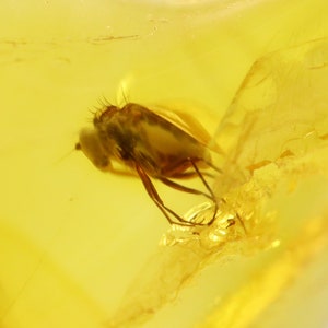 Baltic Amber with Insect trapped for Million Years | Fossil Inclusion in Baltic Amber Stone | Certified Baltic Amber