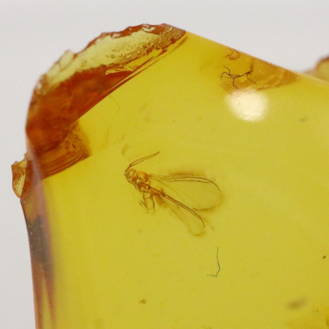 Baltic Amber With 2 Insects Trapped for Million Years | Fossil ...