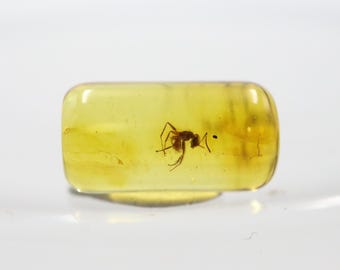 Cylindrical Amber with an Ant Insect NOT DRILLED trapped for Million Years | Fossil Inclusion in Baltic Amber Stone | Certified Baltic Amber