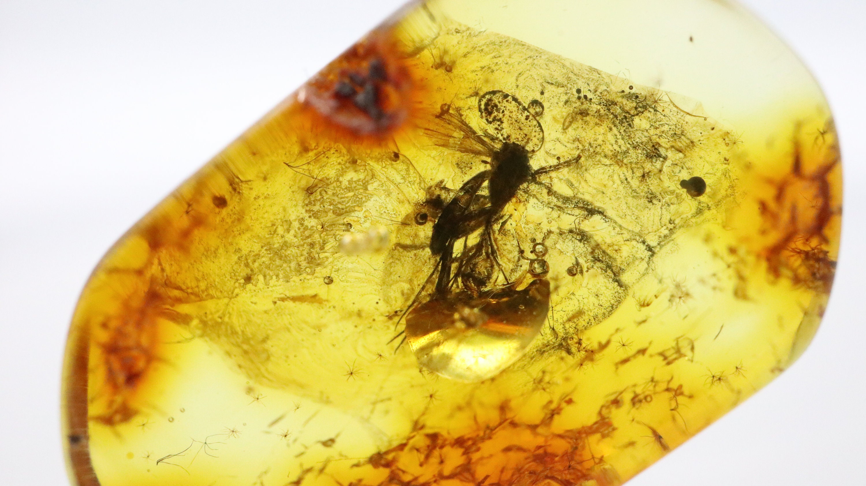 Baltic Amber With Fly Insect Trapped for Million Years | Fossil Inclusion  in Baltic Amber Stone | Certified Baltic Amber - Etsy