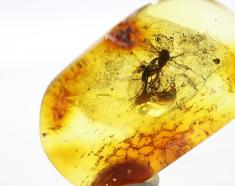 Baltic Amber with Fly Insect trapped for Million Years Fossil Inclusion  in Baltic Amber Stone Certified Baltic Amber