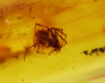 数百万年もの間閉じ込められていたクモ虫入り琥珀 | バルト海産琥珀に