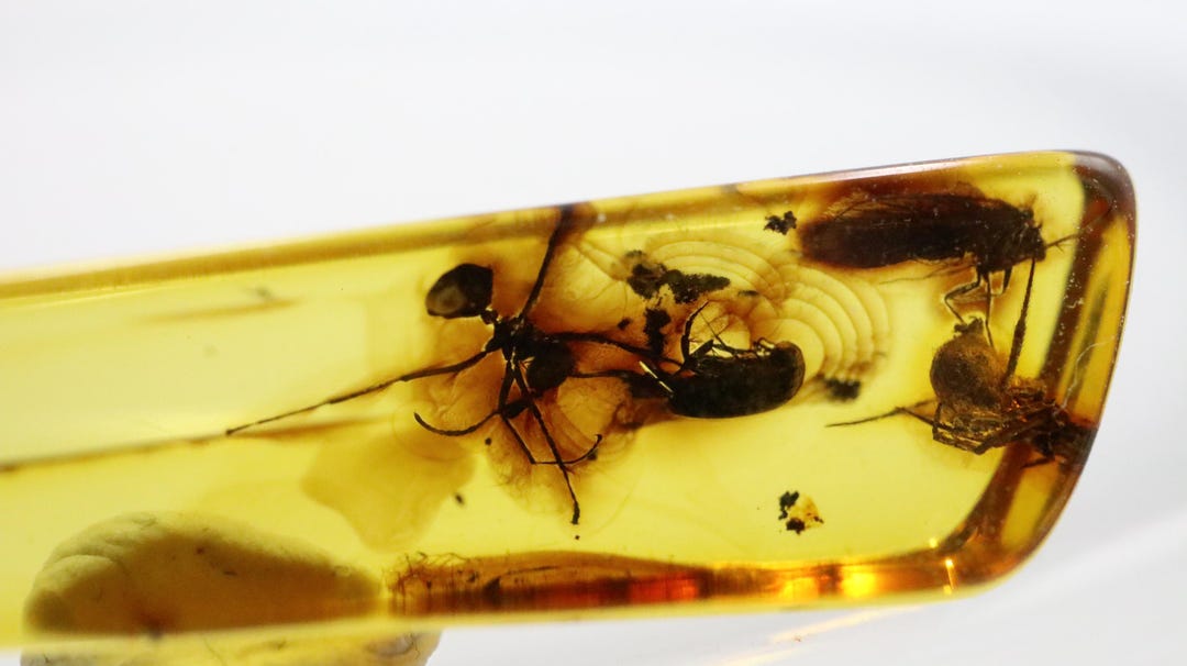 Baltic Amber With 4 Insects Trapped for Million Years | Fossil ...