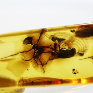 Baltic Amber with 4 Insects trapped for Million Years | Fossil Inclusion in Baltic Amber Stone | Certified Baltic Amber