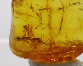 May include: A close-up of a piece of amber with several fossilized insects trapped inside. The amber is a warm yellow color and the insects are visible against the translucent background.