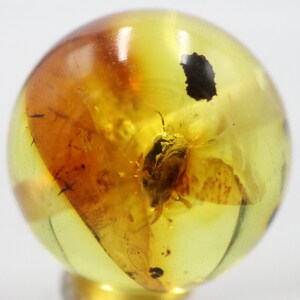 May include: A round, amber-colored sphere with a preserved insect inside. The amber has a warm, golden hue with darker brown and black inclusions. The insect is visible within the transparent material, showcasing its intricate details.