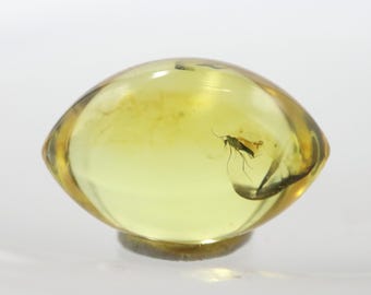 Oval Shaped Amber Stone with an Insect NOT DRILLED trapped for Million Years | Fossil Inclusion in Baltic Amber | Certified Baltic Amber
