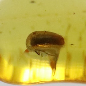 Baltic Amber with Bug Insect trapped for Million Years | Fossil Inclusion in Baltic Amber Stone | Certified Baltic Amber