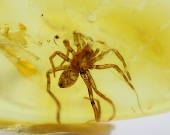 数百万年もの間閉じ込められていたクモ虫入り琥珀 | バルト海産琥珀に