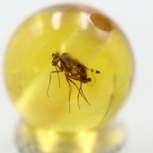 Puede incluir: Un insecto, probablemente una mosca, conservado en una esfera de ámbar amarillo dorado transparente. El insecto es marrón y beige, con patas y alas delicadas. El ámbar tiene una superficie lisa y pulida.
