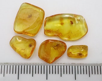 数百万年の間クモ虫が閉じ込められていた琥珀石 5 個セット | バルト