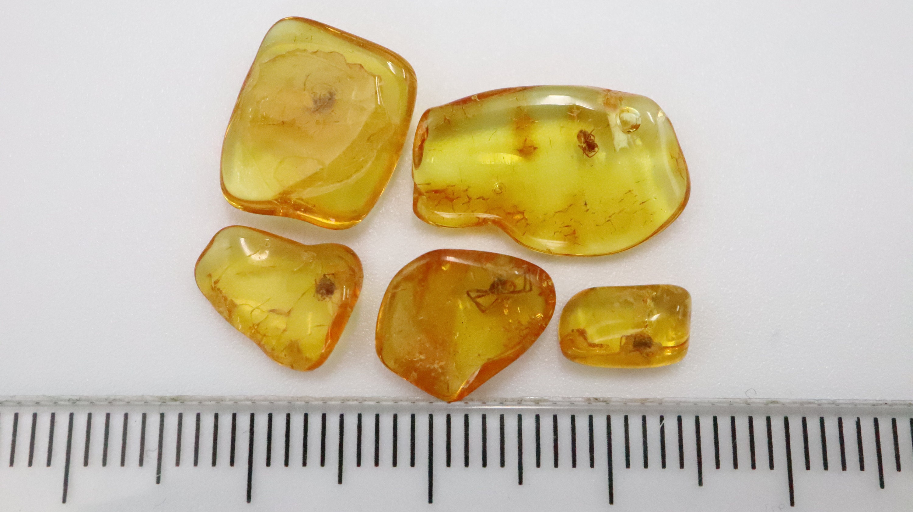 数百万年の間クモ虫が閉じ込められていた琥珀石 5 個セット | バルト