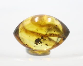 Oval Shaped Amber Stone with an Ant Insect NOT DRILLED trapped for Million Years | Fossil Inclusion in Baltic Amber | Certified Baltic Amber