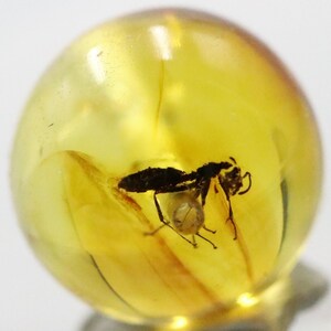 Puede incluir: Un pequeño insecto oscuro conservado en una esfera redonda de ámbar transparente. El insecto es parcialmente visible, con sus patas y alas extendidas.