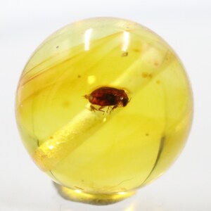 Puede incluir: Una piedra de ámbar clara y redonda con un insecto preservado en su interior. El ámbar es de color amarillo translúcido y el insecto es de color marrón oscuro. El ámbar está pulido y liso, y el insecto está bien conservado.