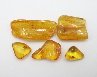 数百万年もの間閉じ込められていた珍しいクモの昆虫が入った琥珀