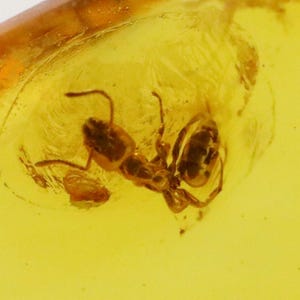 Baltic Amber with Ant Insect trapped for Million Years | Fossil Inclusion in Baltic Amber Stone | Certified Baltic Amber