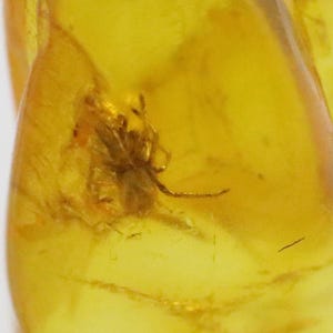 Baltic SMALL Amber with SPIDER Insect trapped for Million Years | Fossil Inclusion in Baltic Amber Stone | Certified Baltic Amber
