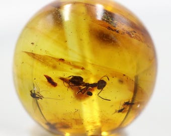 数百万年の間閉じ込められていた珍しい昆虫が入った琥珀 | バルト海産
