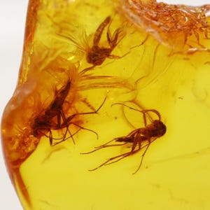 Baltic Amber with 5 Insects trapped for Million Years | Fossil Inclusion in Baltic Amber Stone | Certified Baltic Amber