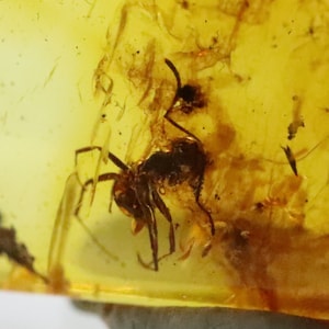 Amber with Ant Insect trapped for Million Years | Fossil Inclusion in Baltic Amber Stone | Certified Baltic Amber