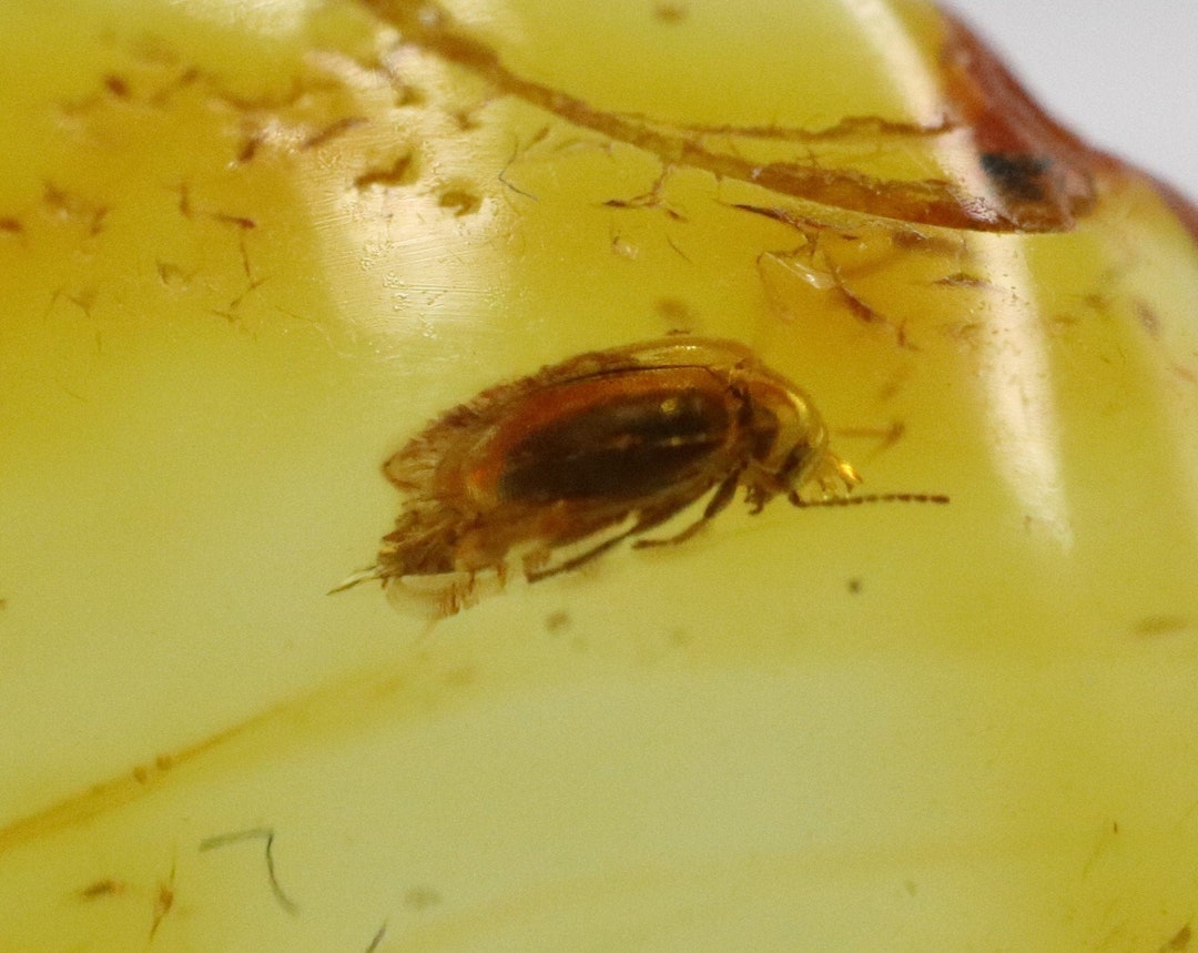 Amber With Rare Bug Insect Trapped for Million Years