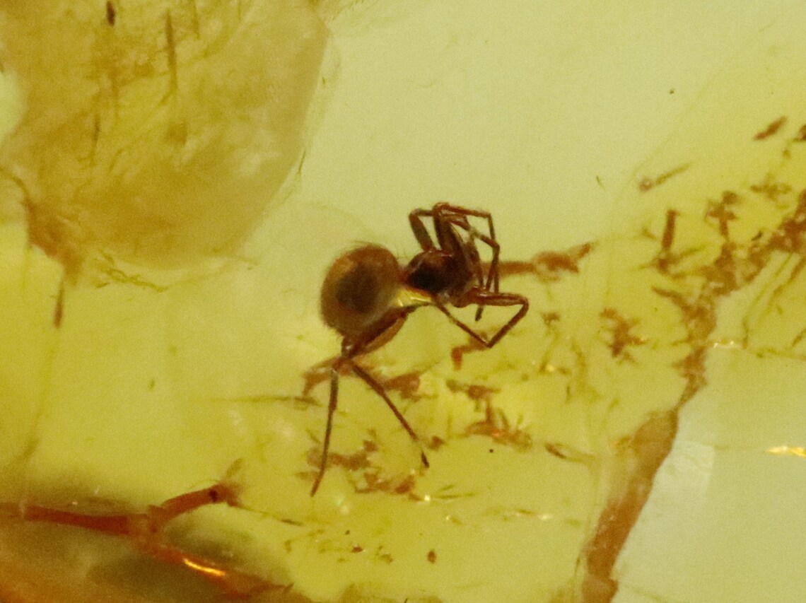 5 Lot Amber Stones With Spider Insects Trapped for Million Years ...